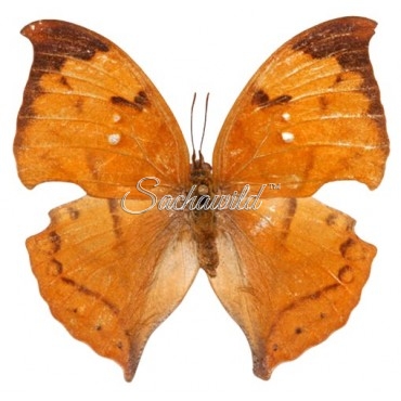 Anaea (Zaretis) Isidora