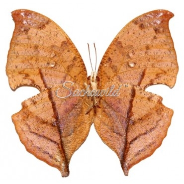 Anaea (Zaretis) Isidora