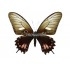 Papilio Torquatus Torquatus