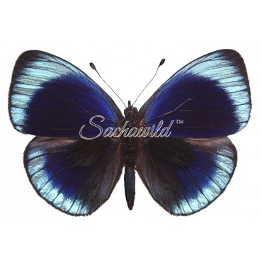 Asterope Leprieuri Philotima