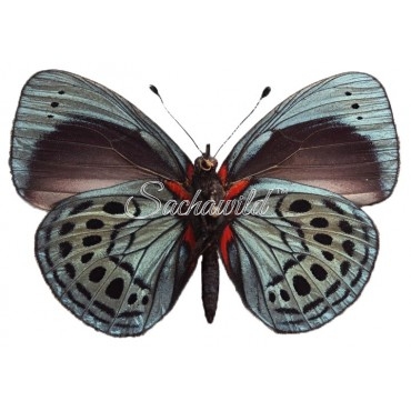 Asterope Leprieuri Philotima