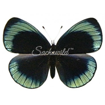 Asterope Leprieuri Philotima