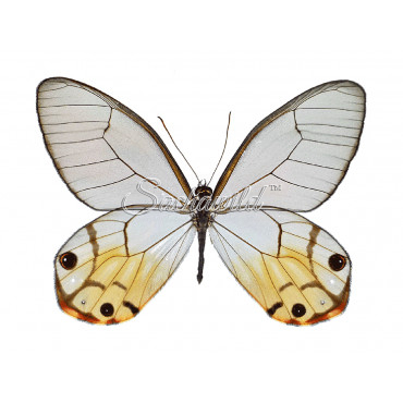 Haetera Piera Negra (M)