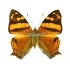 Hypanartia Lethe