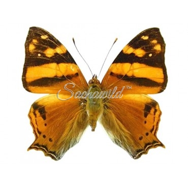 Hypanartia Lethe