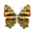 Hypanartia Lethe