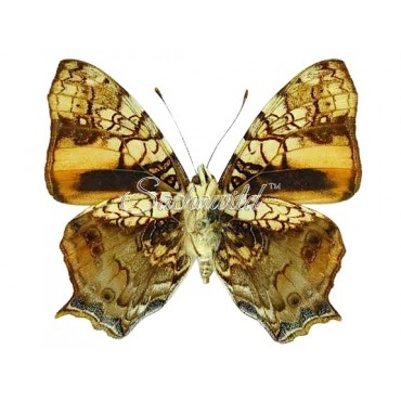 Hypanartia Lethe