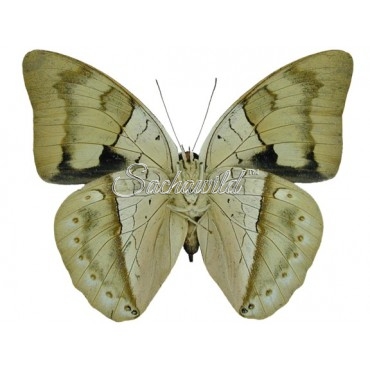 Archaeoprepona Amphimachus