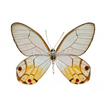 Haetera Piera Negra (M)