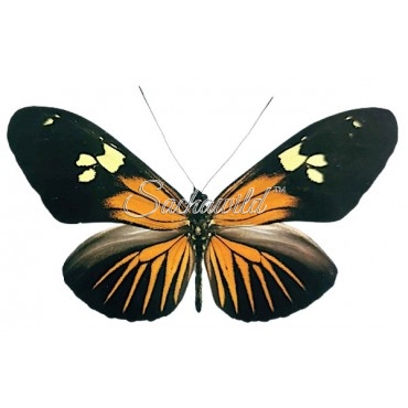 Heliconius Burneyi Huebneri