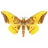 Eacles Imperialis Cacicus