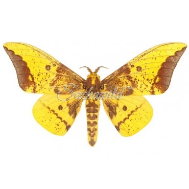 Eacles Imperialis Cacicus