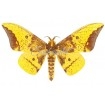 Eacles Imperialis Cacicus (M)