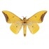 Eacles Imperialis Cacicus