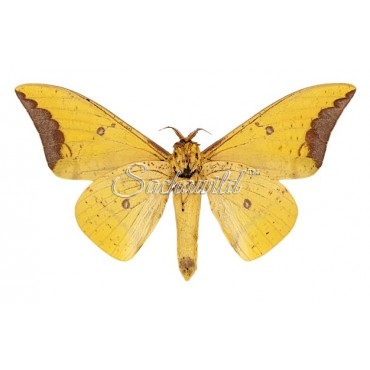 Eacles Imperialis Cacicus