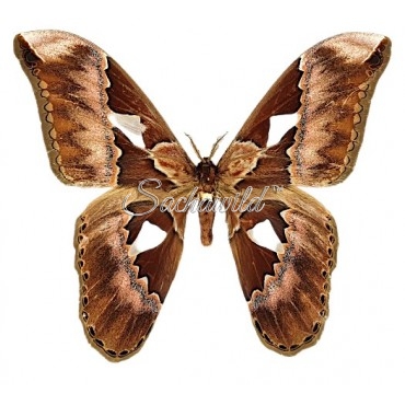 Rothschildia Aurota Auroamazonensis