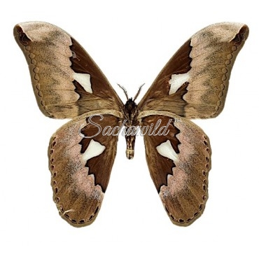 Rothschildia Aurota Auroamazonensis