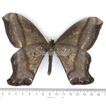 Arsenura Thomsoni Lemairei