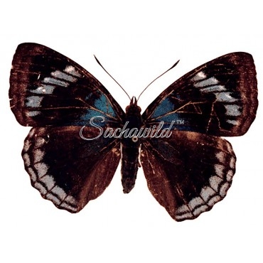 Doxocopa Zunilda Floris