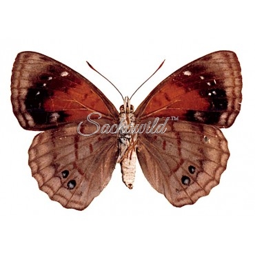 Doxocopa Zunilda Floris (F)