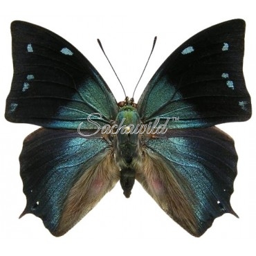 Anaea (Memphis) Xenocles