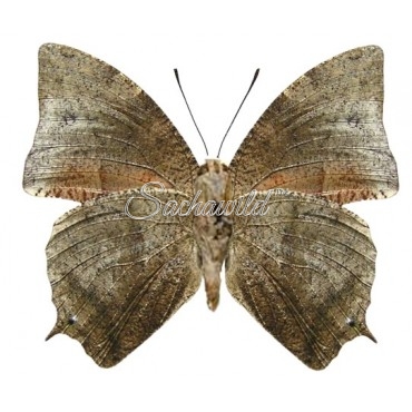 Anaea (Memphis) Xenocles