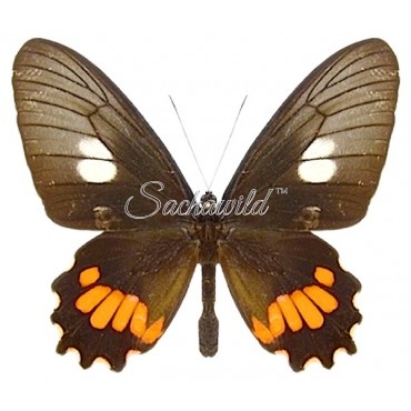 Parides Lysander Lysander