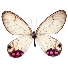 Cithaerias Pyropina Cithaerias Pyropina