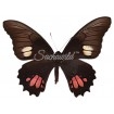 Papilio Anchisiades (M)