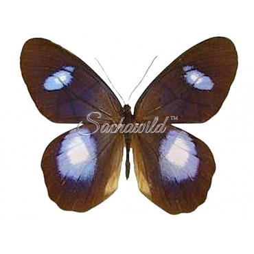 Pierella Albofasciata