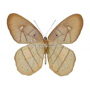 Pierella Albofasciata