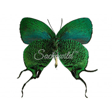 Arcas Imperialis (M)