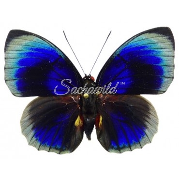 Agrias Beatifica Lachaumei