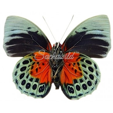 Agrias Beatifica Lachaumei