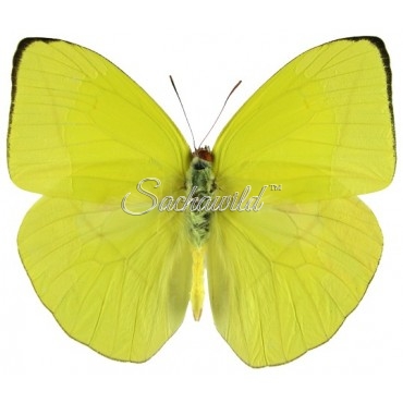 Phoebis (Rhabdodryas) Trite