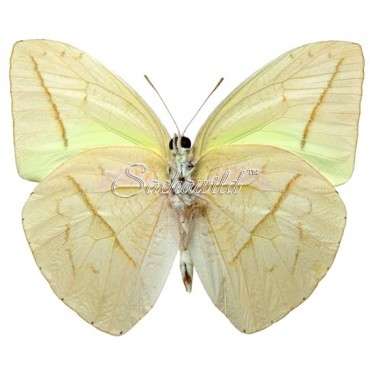 Phoebis (Rhabdodryas) Trite