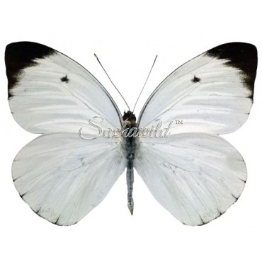 Ganyra (Ascia) Buniae