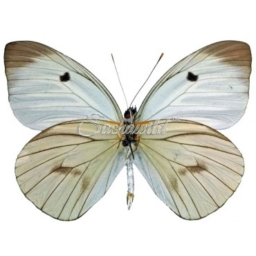 Ganyra (Ascia) Buniae