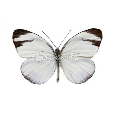 Itaballia Demophile Demophile