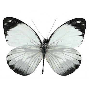 Pieriballia Mandela Apicalis