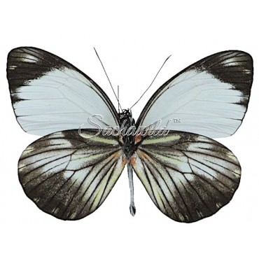 Pieriballia Mandela Apicalis