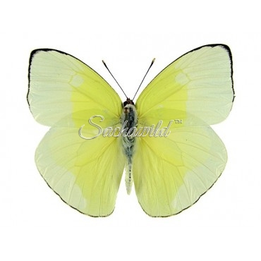 Phoebis (Aphrissa) Statira