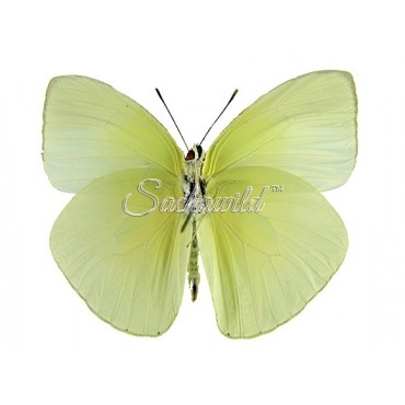 Phoebis (Aphrissa) Statira