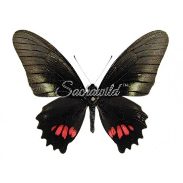 Mimoides Ariarathes Gayi