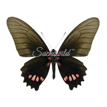 Mimoides Ariarathes Gayi