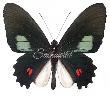 Papilio Anchises Koenigi