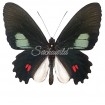Papilio Anchises Koenigi (M)