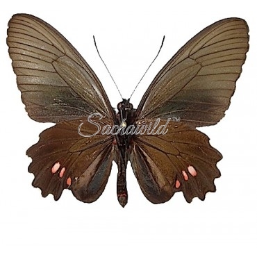 Papilio Anchises Koenigi