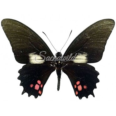 Heraclides Chiansiades