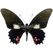 Papilio (Heraclides) Chiansiades (M)